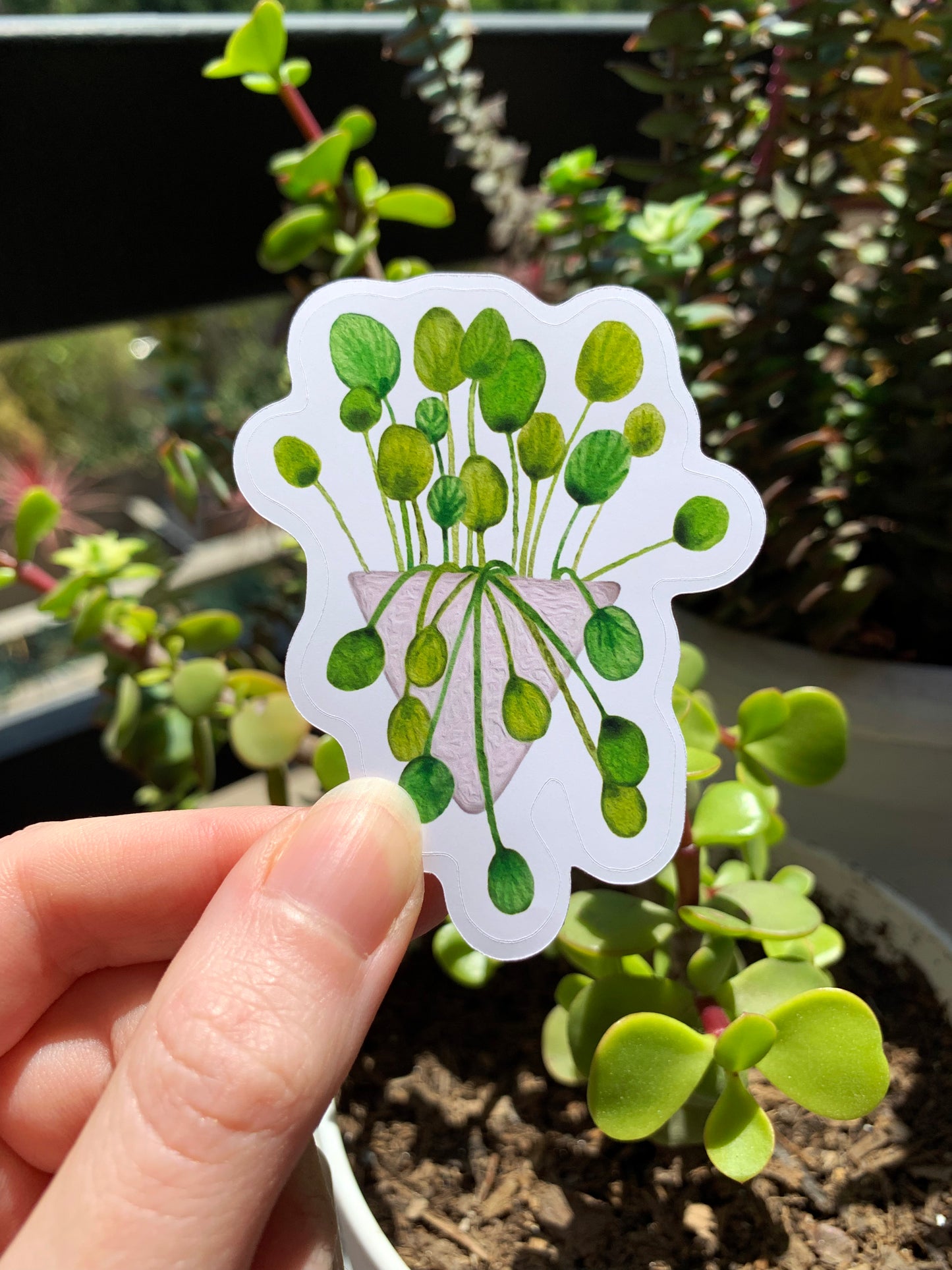 Pilea plant sticker