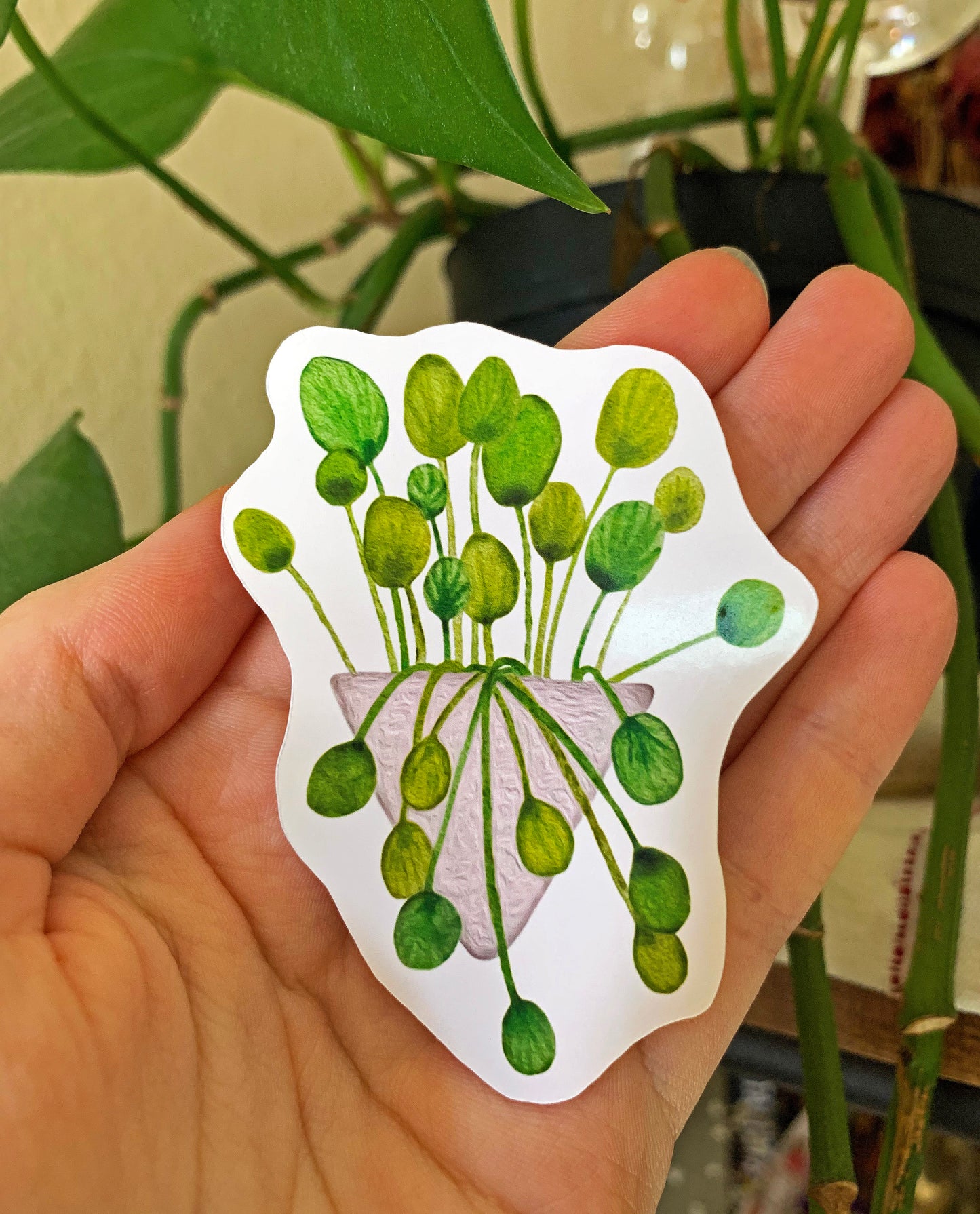 Pilea plant sticker