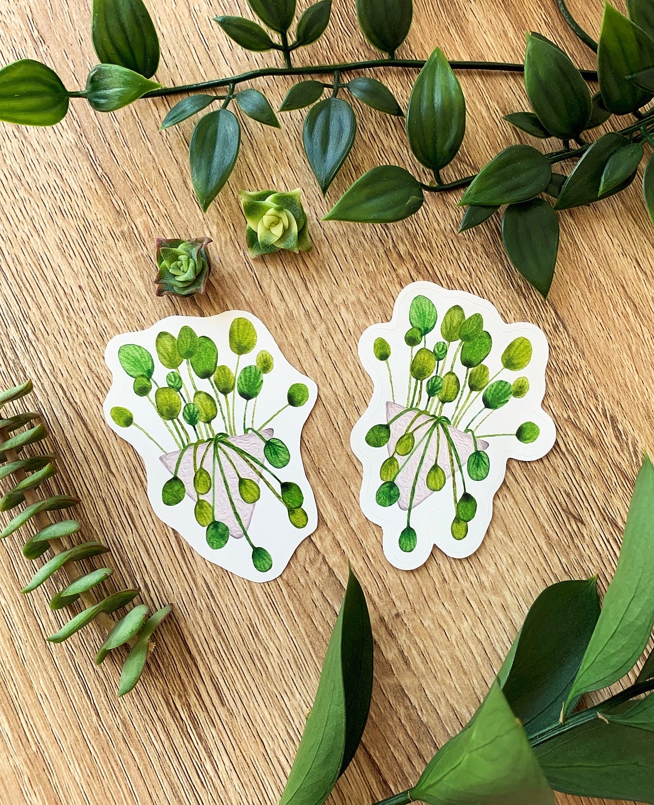 Pilea plant sticker