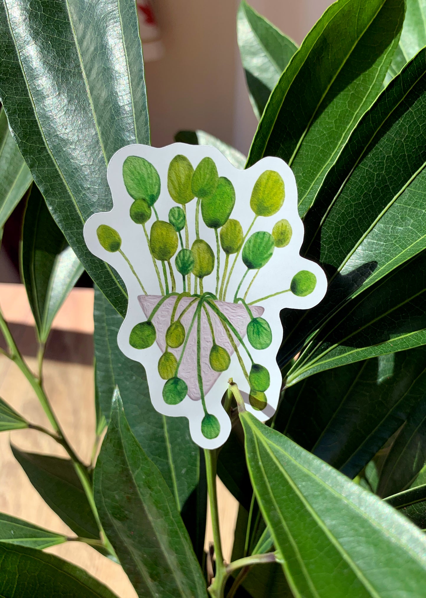 Pilea plant sticker